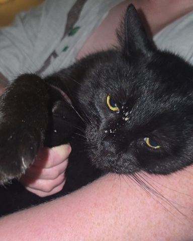 Cute Bombay Black Cat named Binx Rae