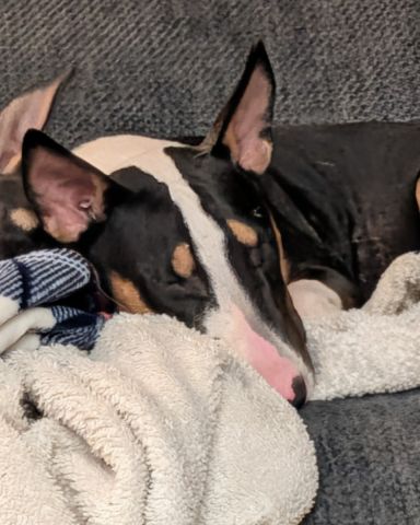 Cute bull terrier named Chinook