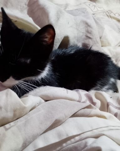 Cute cat named Silvestre