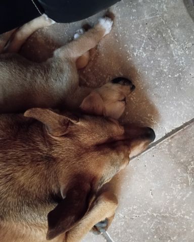 Cute dog named roccet and Kya