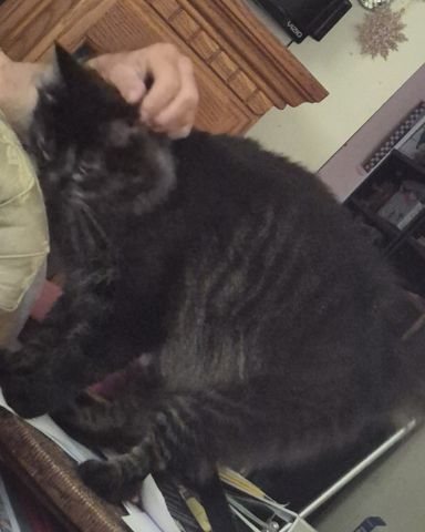 Cute cat named Morgan