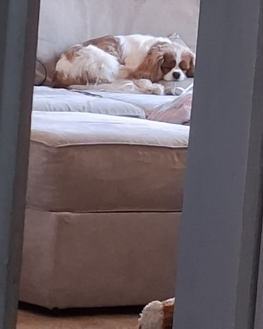 Cute Cavalier King Charles Spaniel named Arya