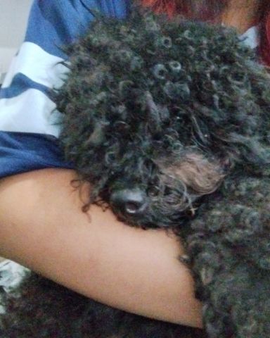 Cute black poodle named Brownie