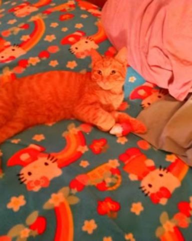Cute tabby named Tiger