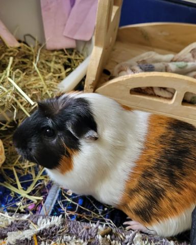 Cute Guinea Pig named Neo