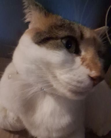 Cute Calico maincoon named Callie