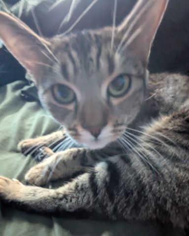 Cute Domestic shortage (aka a gray Tabby) named Luna