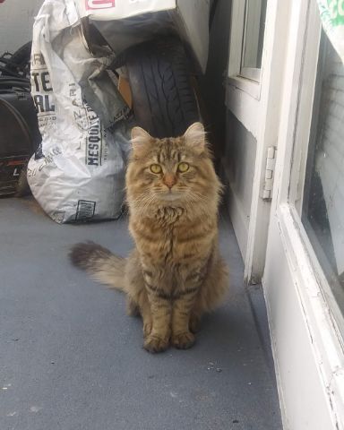 Cute MaineCoon Mix, Tabby named Booey; Baby Boy; Ka-Booey; Boo-Titters