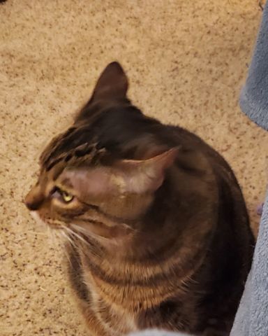 Cute brown and black tabby cat named Leia Marie Johnson😊