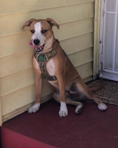 Cute dog named Max