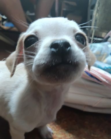 Cute pugzu named aveil and Neriah