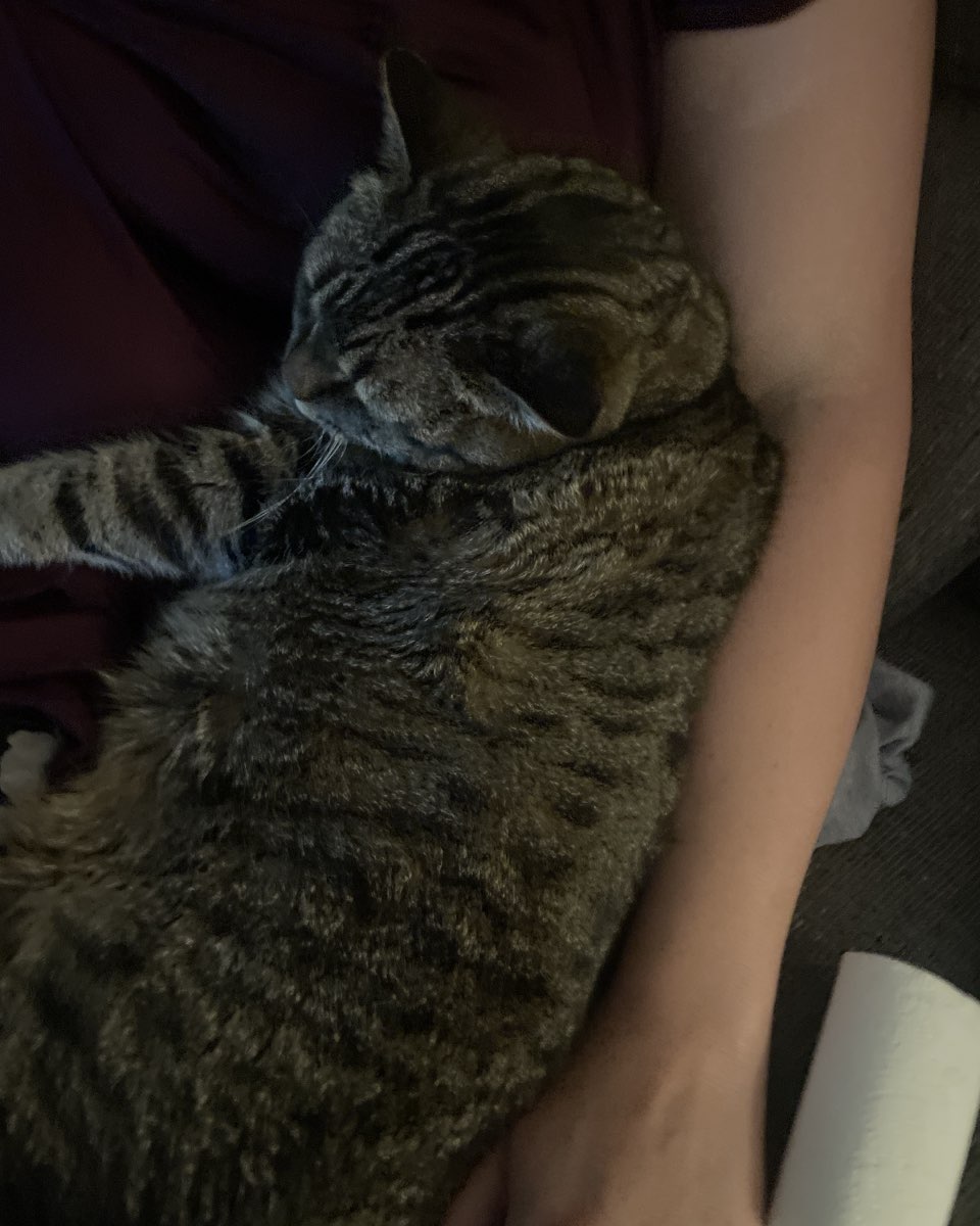 Cute cat named ReyRey