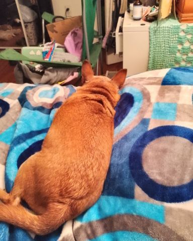 Cute Chihuahua named Taco