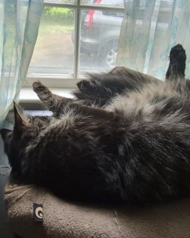 Cute cat named Morgan