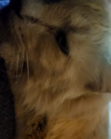 Cute cat named Hazel