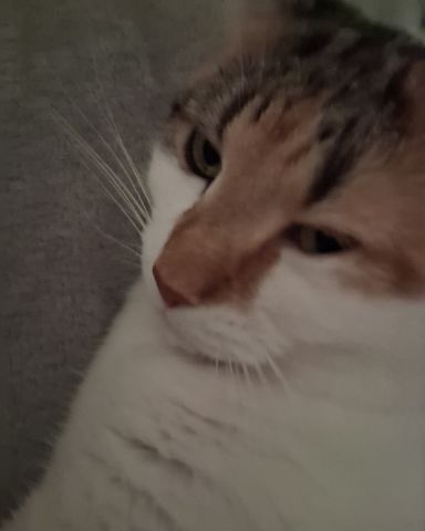 Cute Calico maincoon named Callie