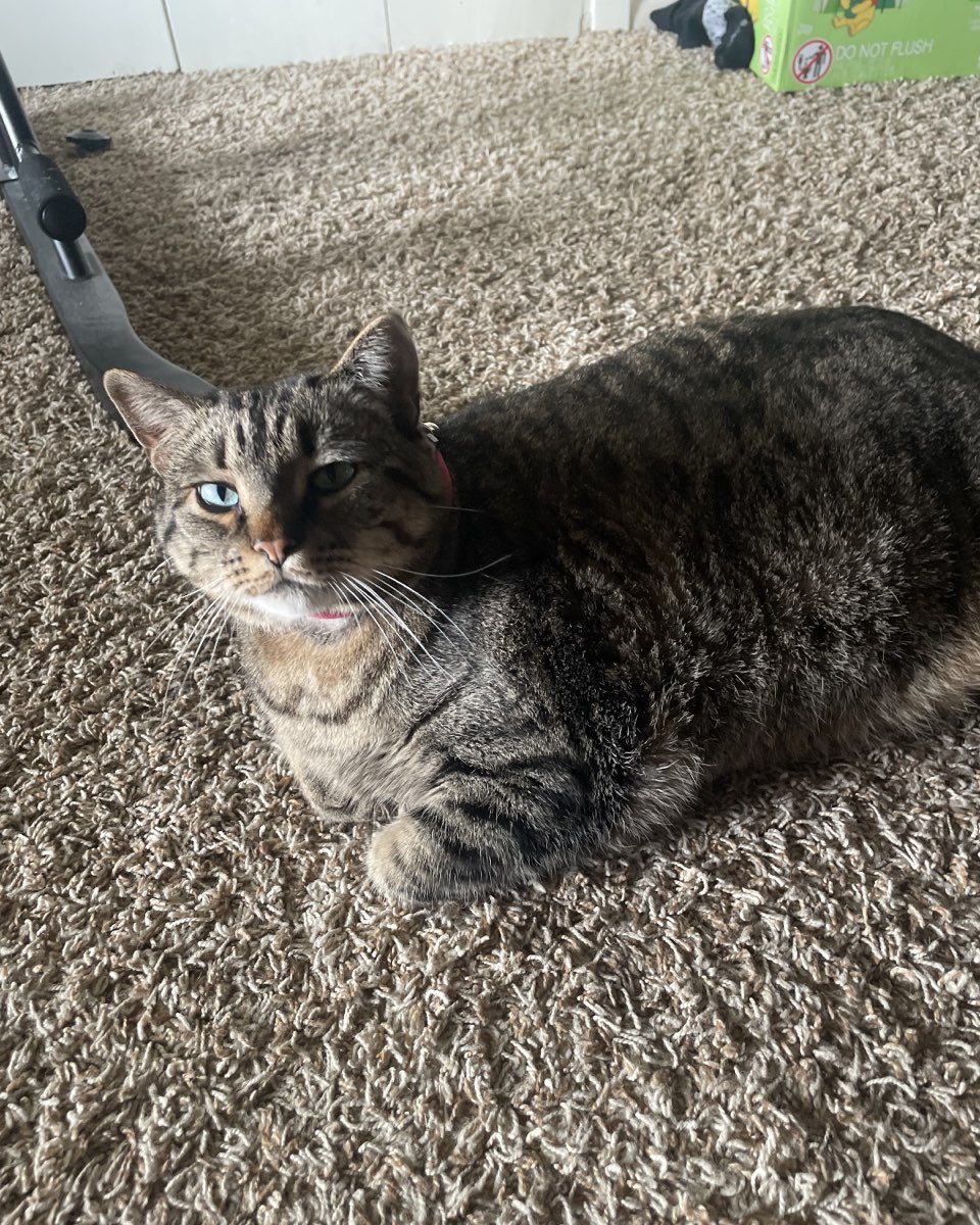 Cute cat named ReyRey