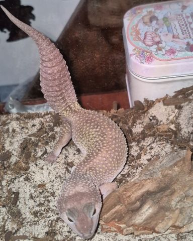 Cute blizzard lepord gecko named crystal