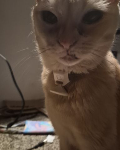 Cute Shorthair/Orange Tabby named Danny / Orange Slice