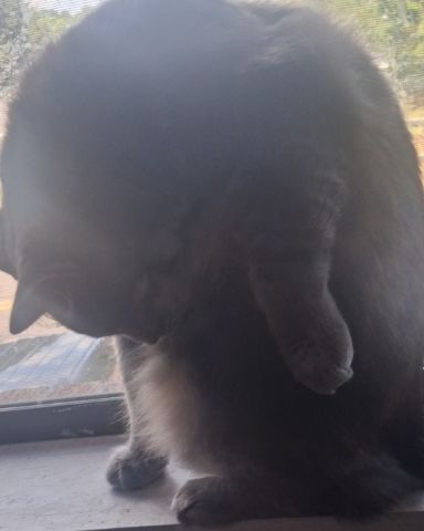 Cute cat named Bean