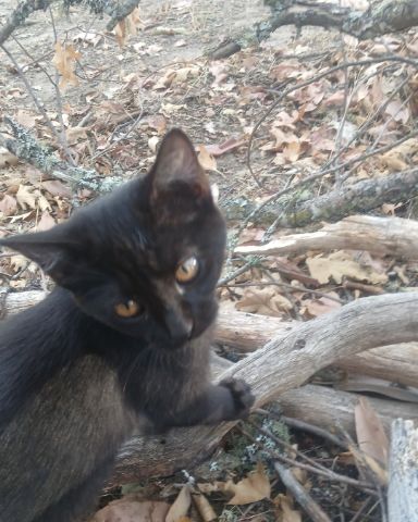 Cute cat named Baby Girl and Batgirl