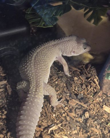 Cute blizzard lepord gecko named crystal