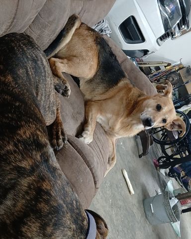 Cute German shepherd mix named Rascal