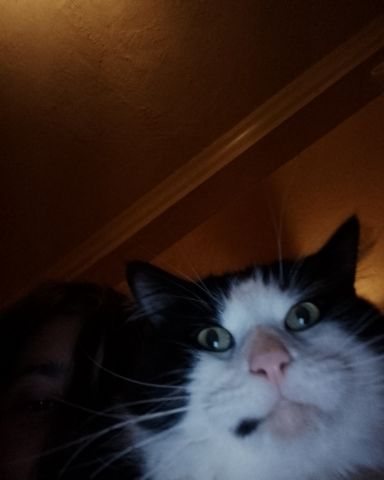 Cute tuxedo cat named lola