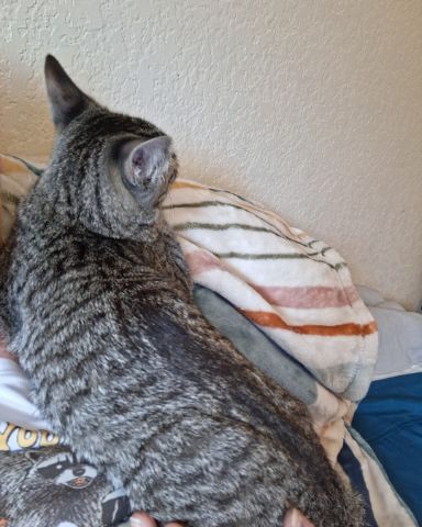 Cute cat named scar