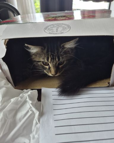 Cute Domestic longhair named Noodle