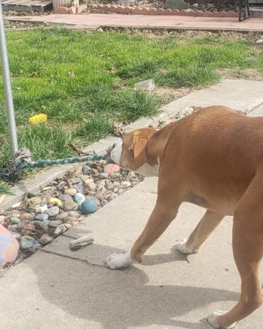Cute dog named Max