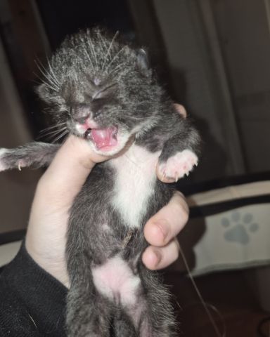 Cute Domestic Shorthair named Ashe [and her babies]