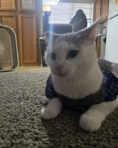 Cute cat named Mama's