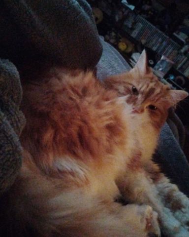 Cute cat named Lucky