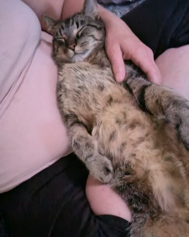 Cute Grey stripped tabby named Sebby