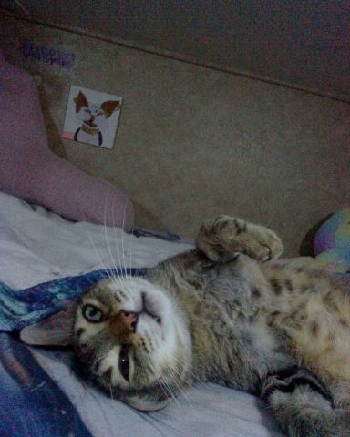 Cute Brown short haired tabby named Craby Patty