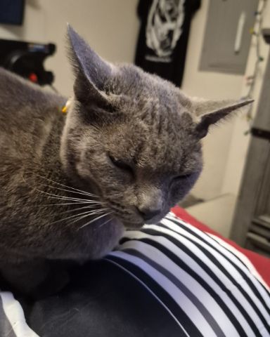 Cute blue russian named tinkerbell