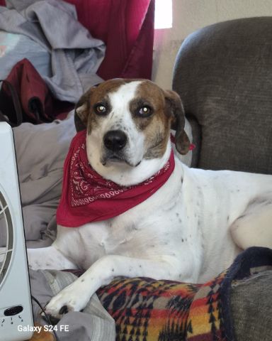 Cute Hound mix named Rosie
