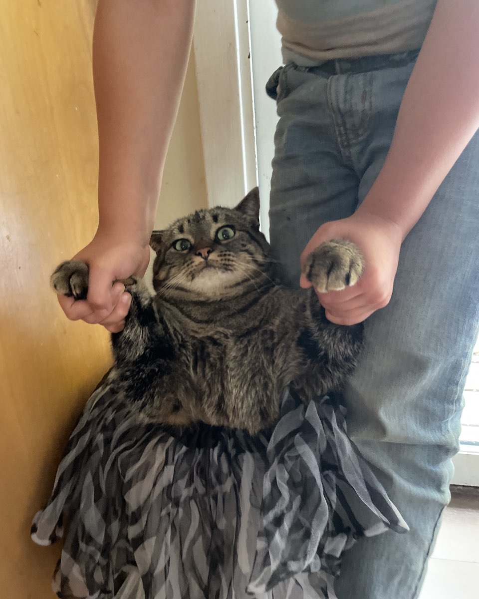Cute cat named ReyRey