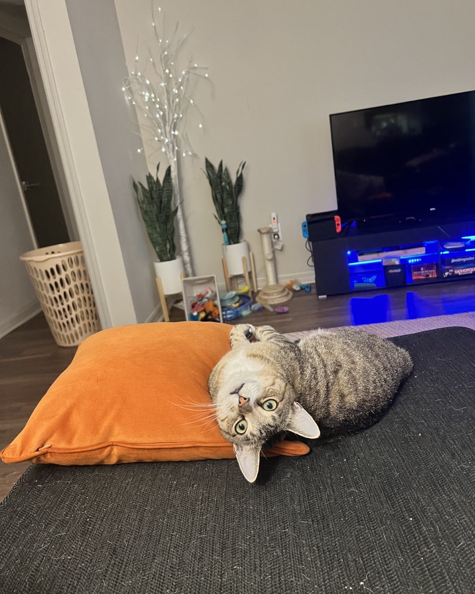 Cute cat named Jasper
