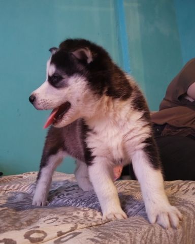 Cute dog named lucky