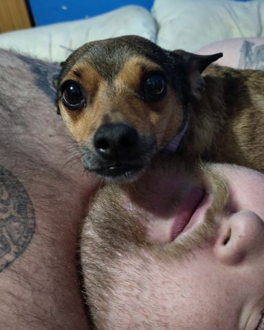 Cute female Chihuahua named joy