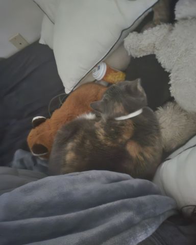 Cute calico cat named Smokey Topaz