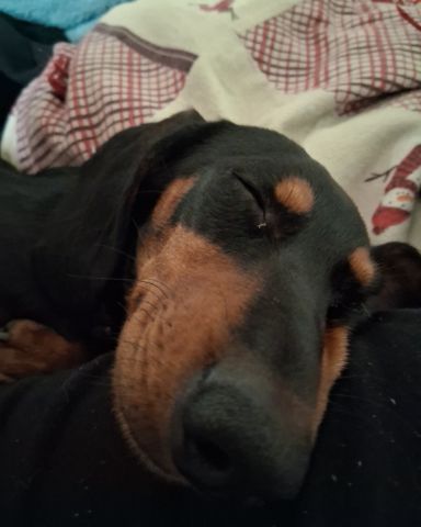 Cute dachshund named maximus