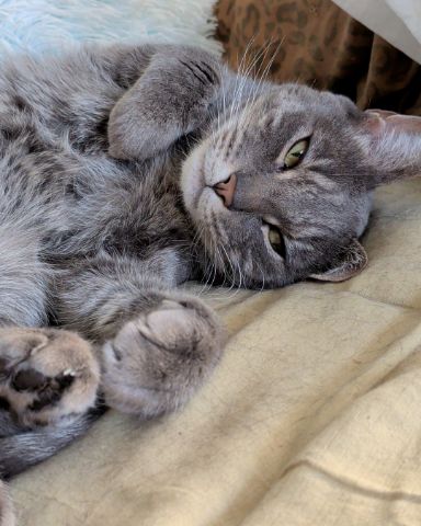 Cute cat named Oscar