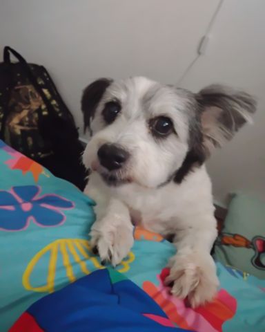 Cute dog named Mardy