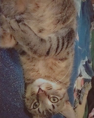 Cute Grey stripped tabby named Sebby