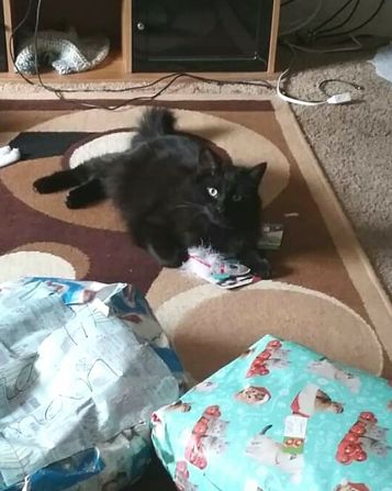 Cute Unsure named Sylvester