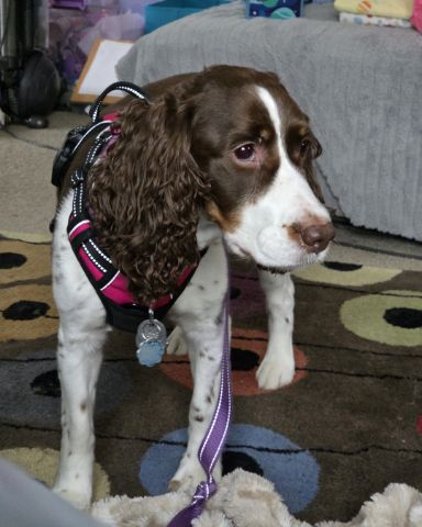 Cute English Springer Spaniel named Sparky