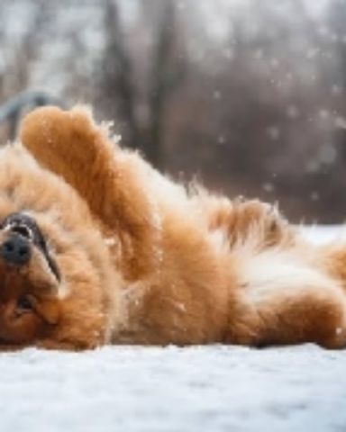 Cute dog named shelter Dogs
